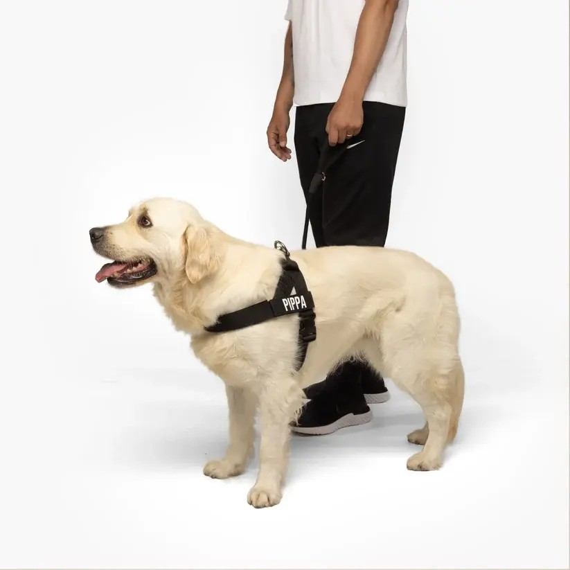 Dog Harness & Leash Set – Comfort, Safety & Control——Free shipping